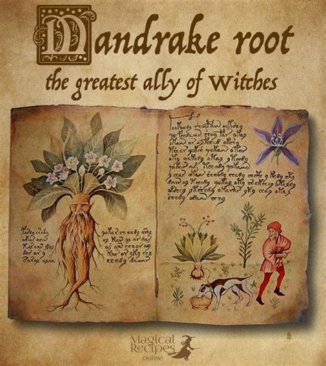 Nine roots with magical properties